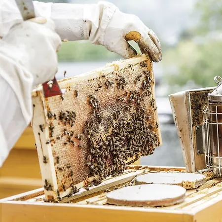 Haidvogl Mavida Zell Am 4* 滨湖采尔